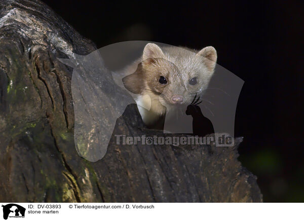 stone marten / DV-03893