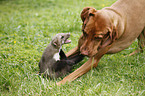 stone marten and Magyar Vizsla