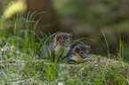young stone martens