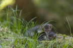 young stone martens