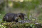 young stone marten