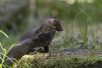 young stone martens