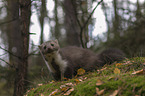 sitting Stone marten