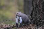 standing Stone marten