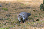 standing Stone marten