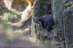 standing Stone marten