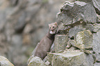 standing Stone marten