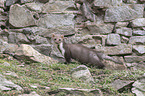 standing Stone marten