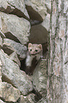 standing Stone marten