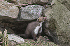 sitting Stone marten