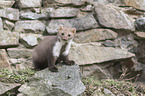sitting Stone marten