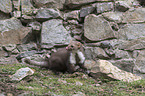sitting Stone marten