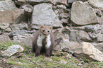 standing Stone marten