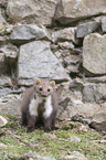 standing Stone marten