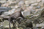 sitting Stone marten