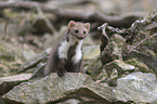 sitting Stone marten