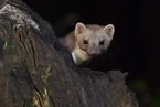 stone marten
