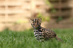 leopard cat