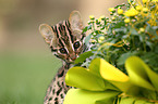 leopard cat