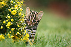 leopard cat
