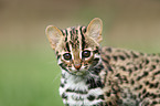 leopard cat