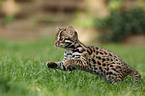 leopard cat