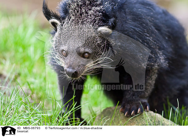 bearcat / MBS-06793