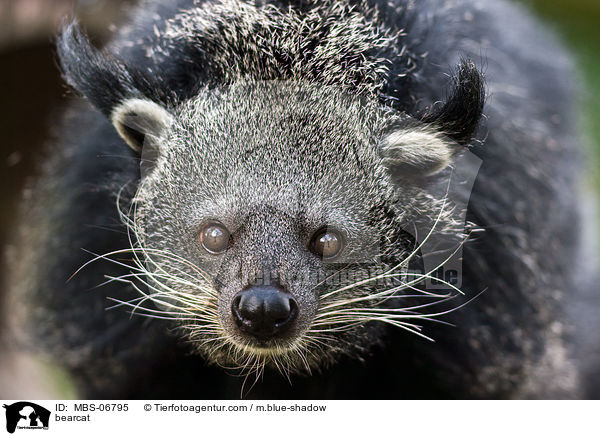 bearcat / MBS-06795