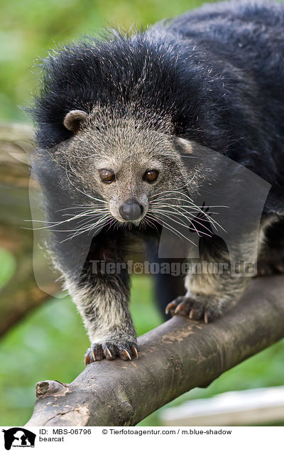 Binturong / bearcat / MBS-06796