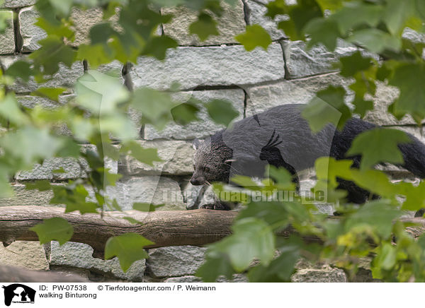 walking Binturong / PW-07538
