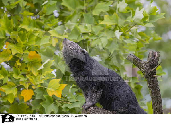 sitting Binturong / PW-07545