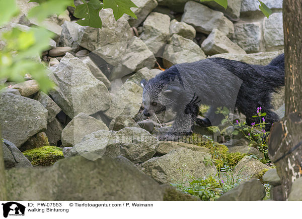 walking Binturong / PW-07553