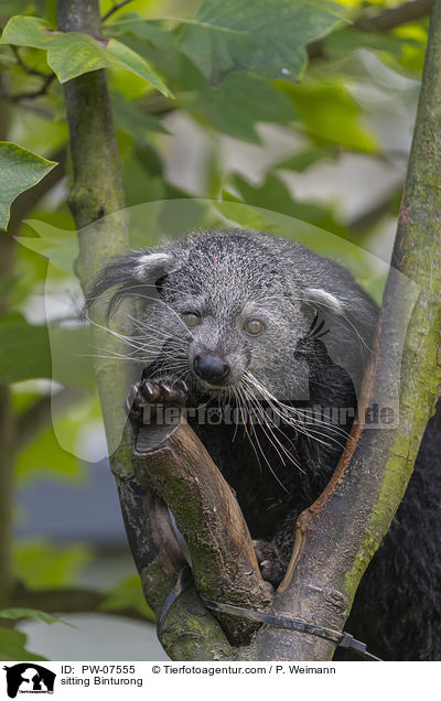 sitzender Binturong / sitting Binturong / PW-07555