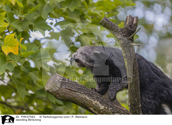 standing Binturong / PW-07562
