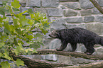 walking Binturong