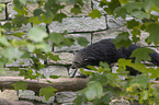 walking Binturong