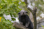 sitting Binturong
