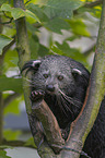 sitting Binturong
