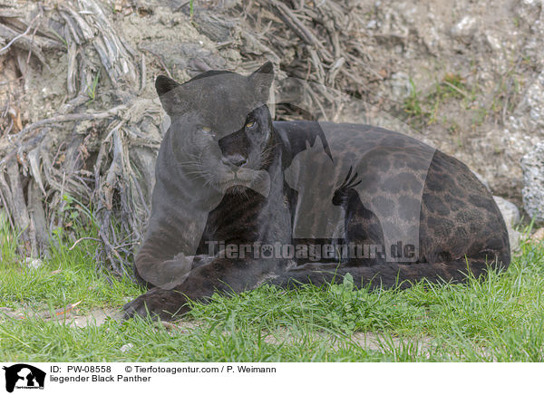 liegender Schwarzer Panther / liegender Black Panther / PW-08558