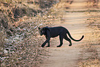 black panther