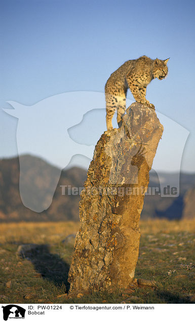 Rotluchs / Bobcat / PW-01224