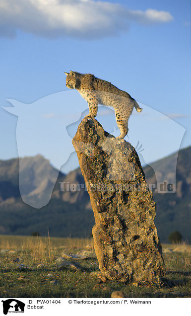 Bobcat / PW-01404