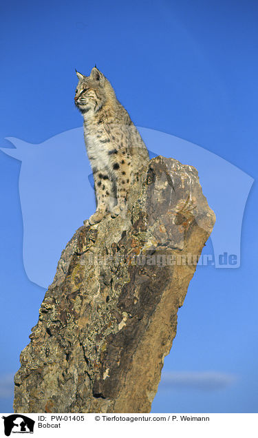 Bobcat / PW-01405
