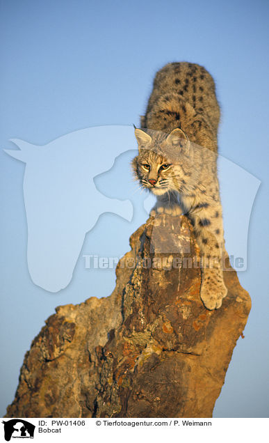 Bobcat / PW-01406