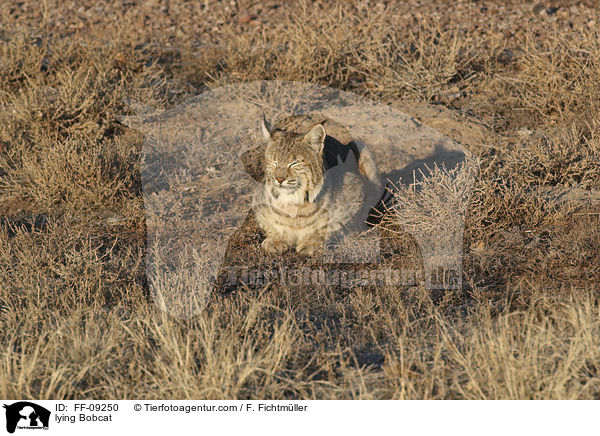liegender Rotluchs / lying Bobcat / FF-09250