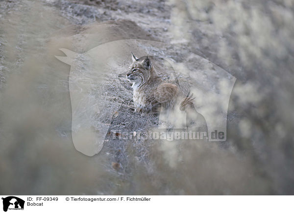 Rotluchs / Bobcat / FF-09349