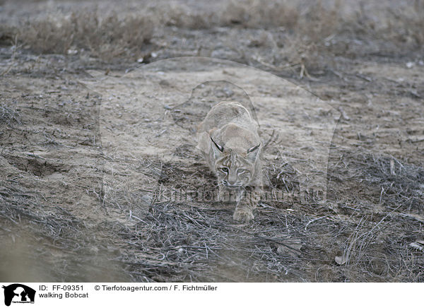 laufender Rotluchs / walking Bobcat / FF-09351