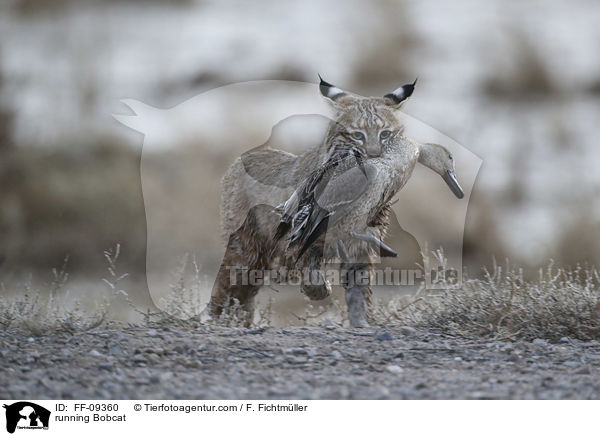 rennender Rotluchs / running Bobcat / FF-09360