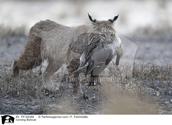 rennender Rotluchs / running Bobcat / FF-09366
