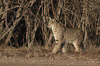 walking Bobcat